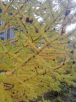 ��� - ����������-13092012403.jpg