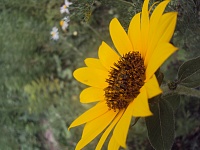 � ���� ��������, Sama Y-dsc03495.jpg