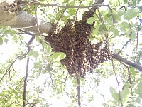 ��� �������� � �����?-p3010061.jpg