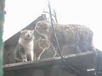 ��������� ��� ��������� �������!-44595w.jpg