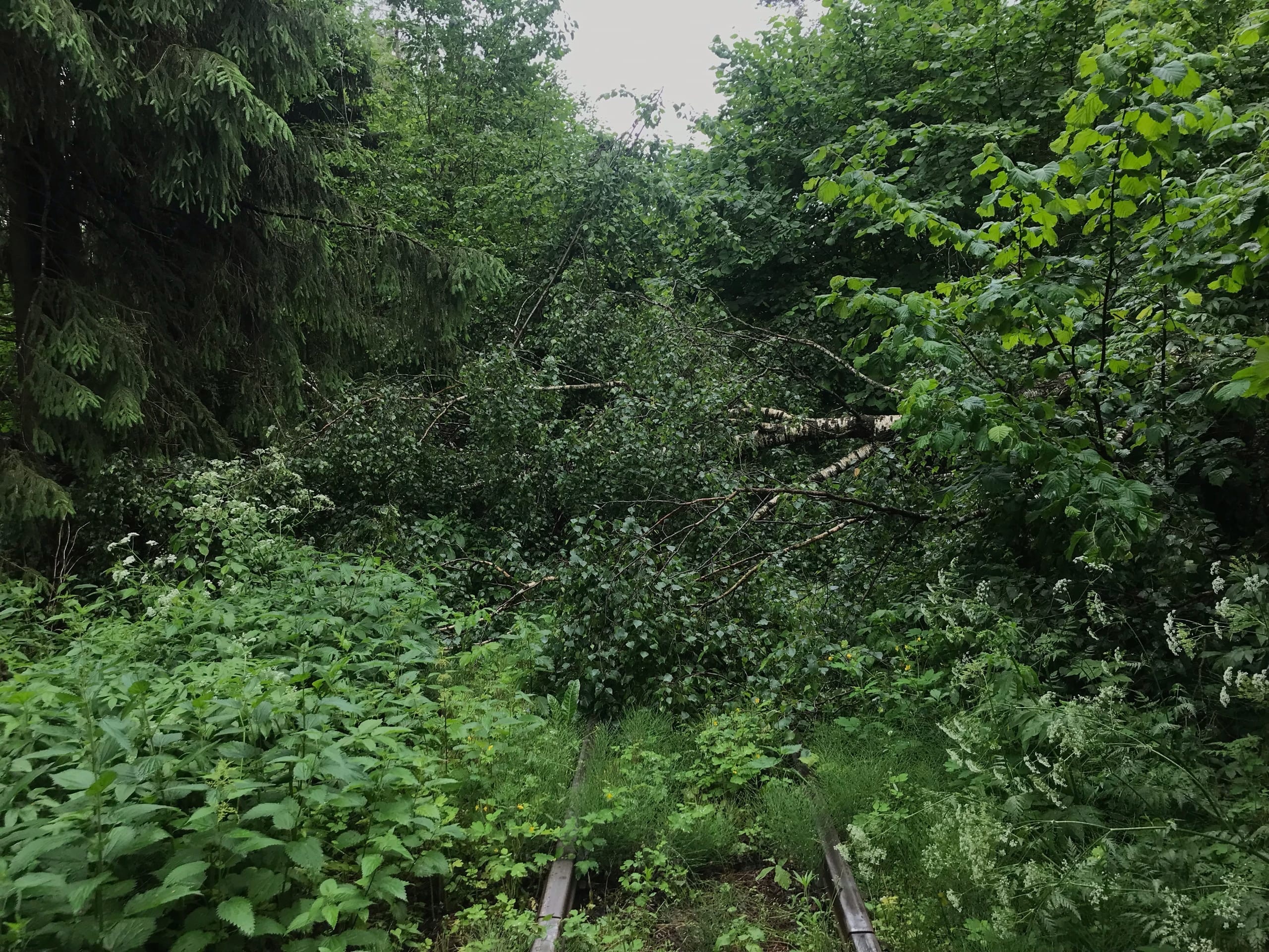 Узкоколейная  железная дорога торфобрикетного завода Березино —  фотографии, сделанные в 2022 году