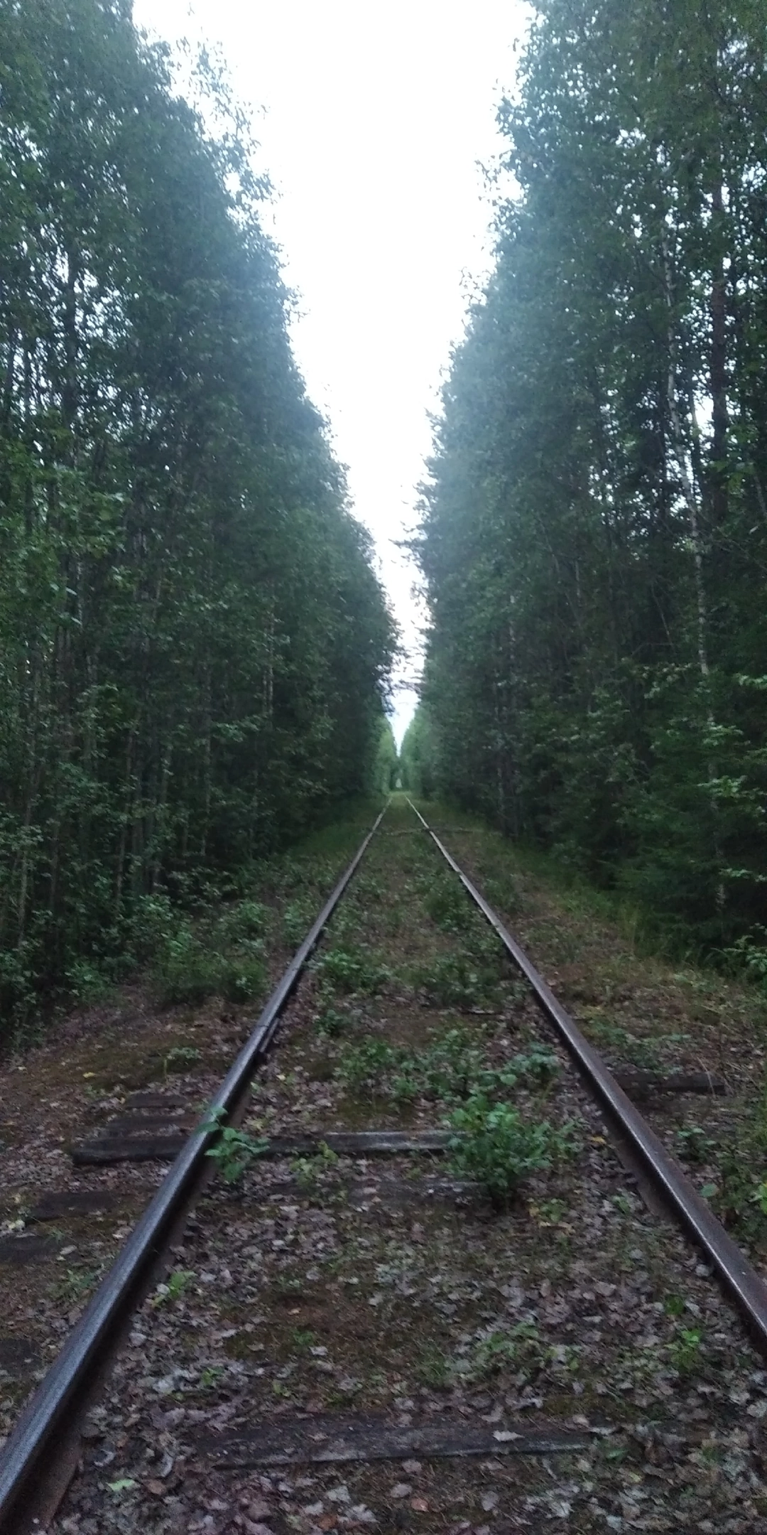 Заонежская железная дорога — фотографии, сделанные в 2023 году
