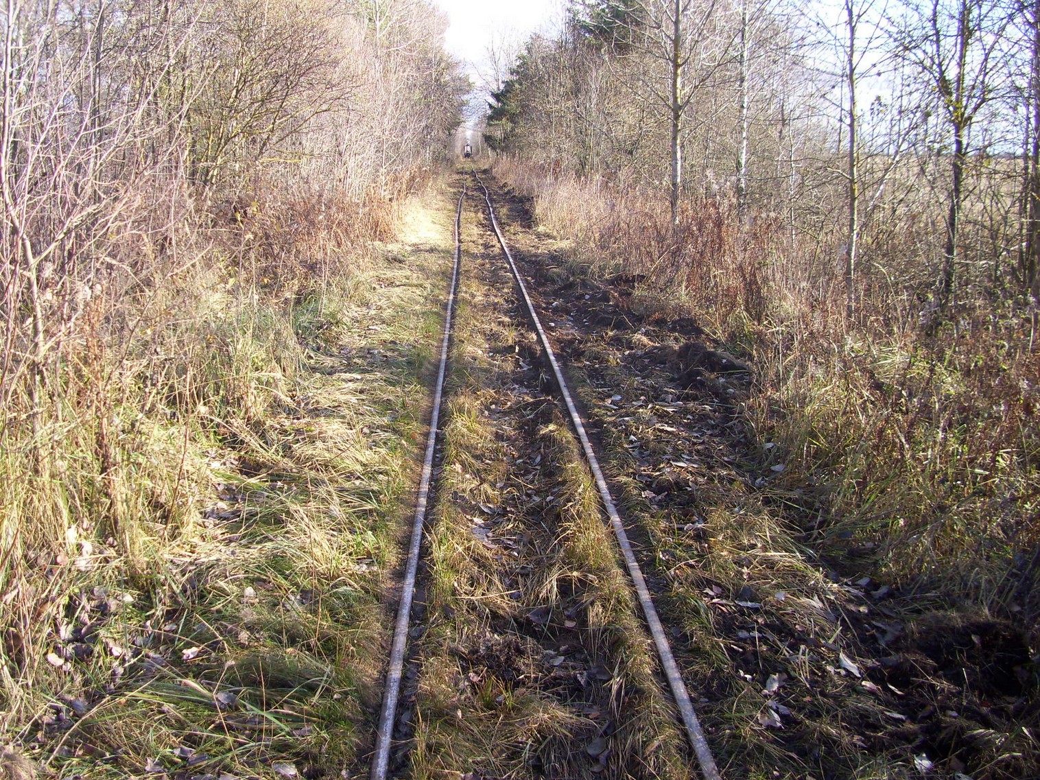 Узкоколейная  железная дорога торфобрикетного завода Березино —  фотографии, сделанные в 2011 году (часть 8)
