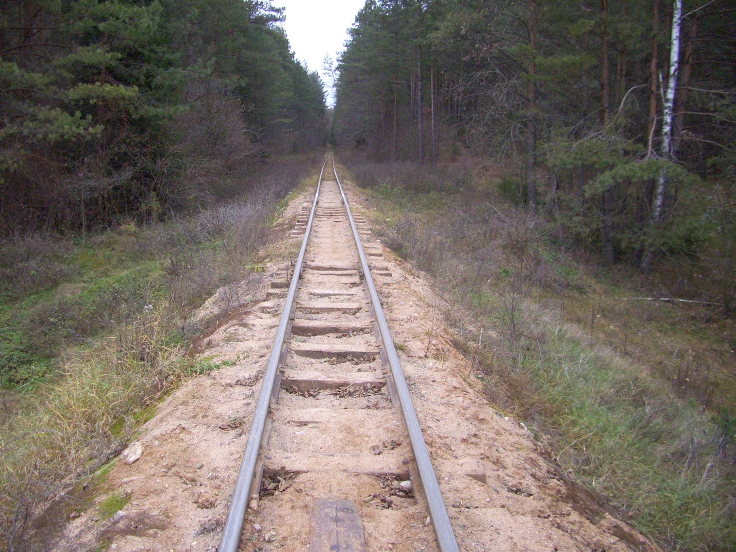 Узкоколейная  железная дорога торфобрикетного завода Березино —  фотографии, сделанные в 2011 году (часть 12)
