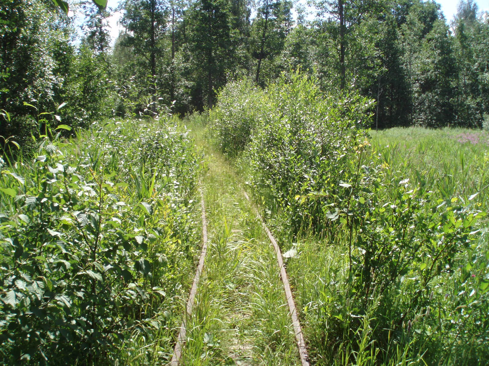 Узкоколейная железная дорога  торфопредприятия «Полистовское-2»  — фотографии, сделанные в 2007 году (часть 3)