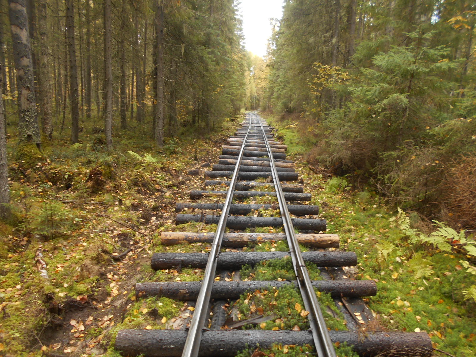 Узкоколейная железная дорога в окрестностях посёлка Коржа
  —  фотографии, сделанные в 2018 году (часть 2)