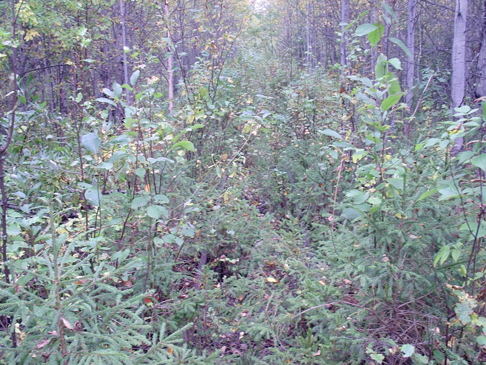 Вёздинская узкоколейная железная дорога - фотографии (часть 7)