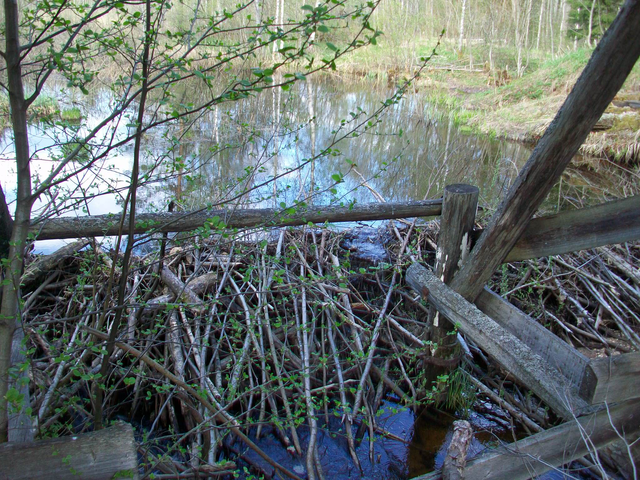 Железнодорожная линия Валдай — Крестцы 
  —  фотографии, сделанные в 2015 году (часть 9)