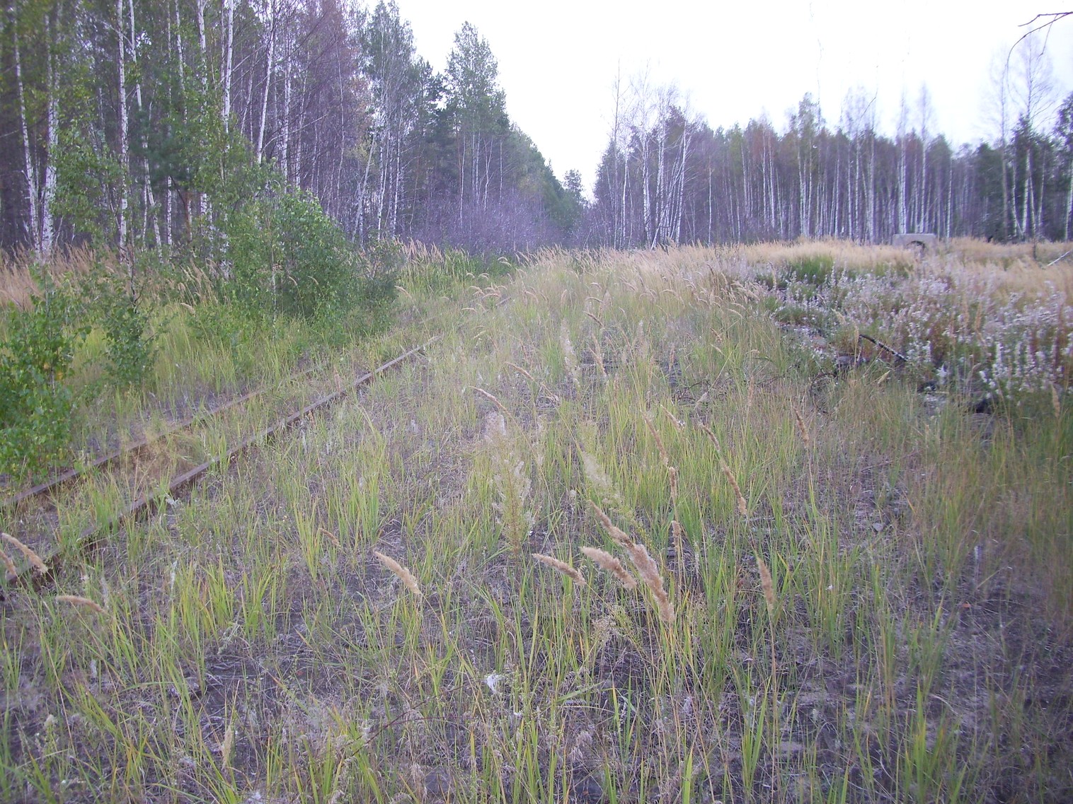 Рязанско-Владимирская узкоколейная железная дорога — фотографии, сделанные в 2011 году (часть 15)