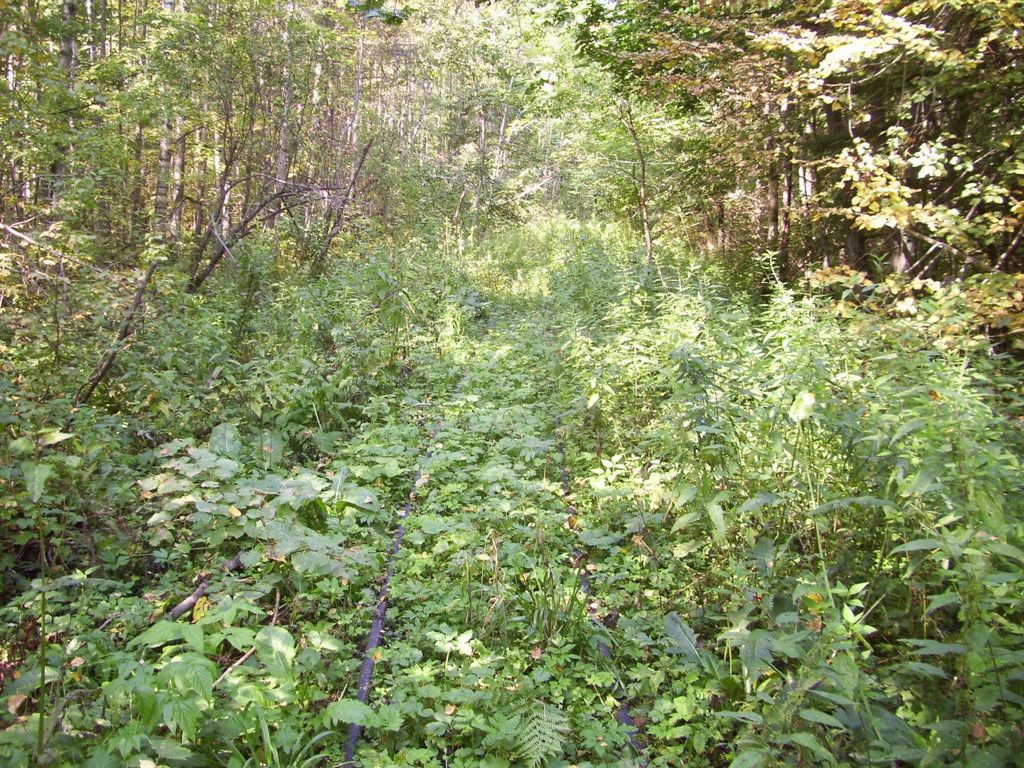 Кневицкая узкоколейная железная дорога — фотографии, сделанные в 2011 году (часть 9)