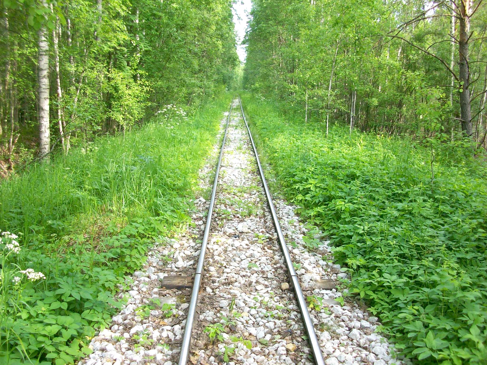 Узкоколейная железная дорога торфопредприятия «Гладкое
  —  фотографии, сделанные в 2015 году (часть 4)