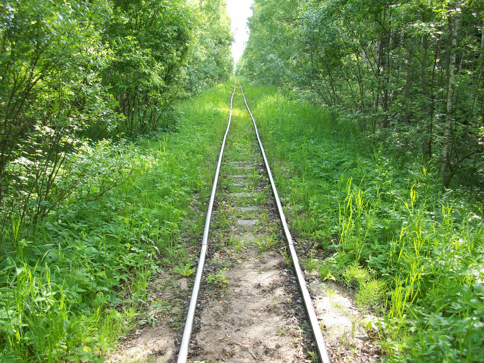 Узкоколейная железная дорога торфопредприятия «Гладкое
  —  фотографии, сделанные в 2015 году (часть 5)