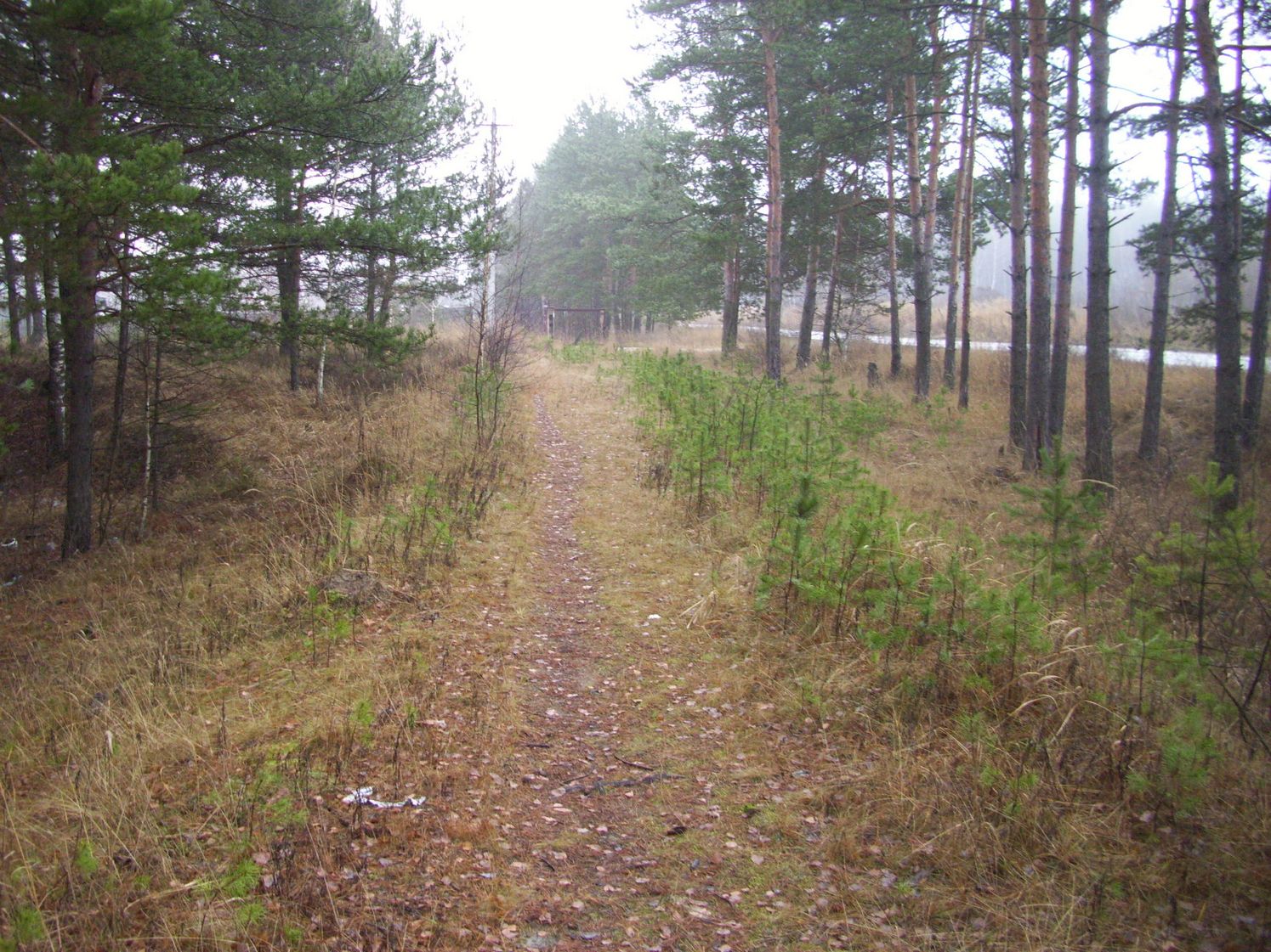 Узкоколейная железная дорога Метенинского торфопредприятия — фотографии, сделанные в 2009 году (часть 1)