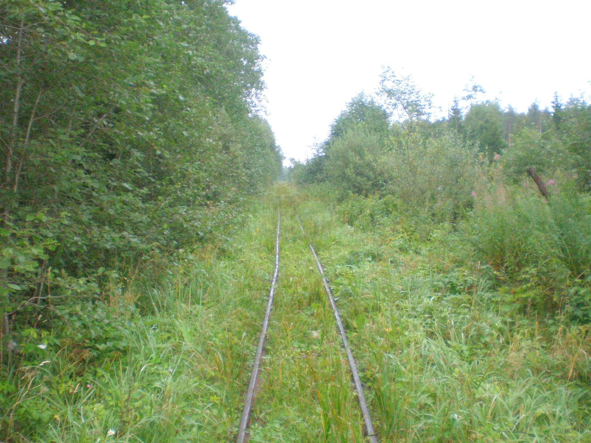 Репольская узкоколейная железная дорога — фотографии, сделанные в 2008 году (часть 4)
