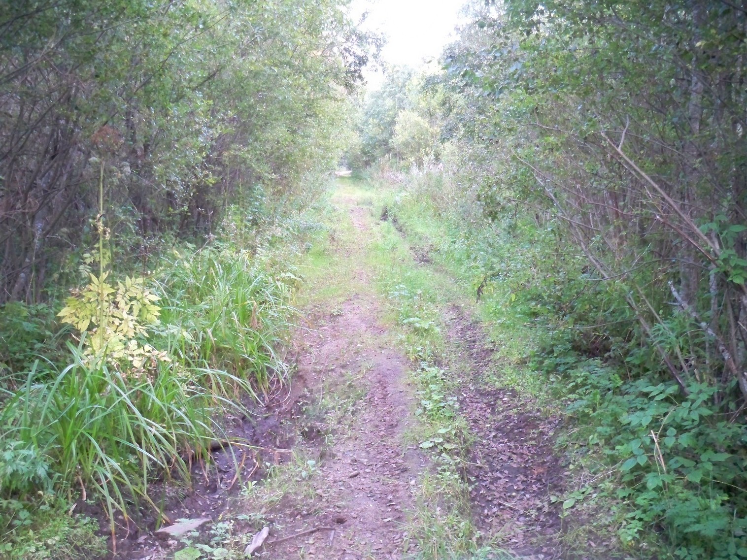 Новобытская узкоколейная железная дорога — фотографии, сделанные в 2013 году