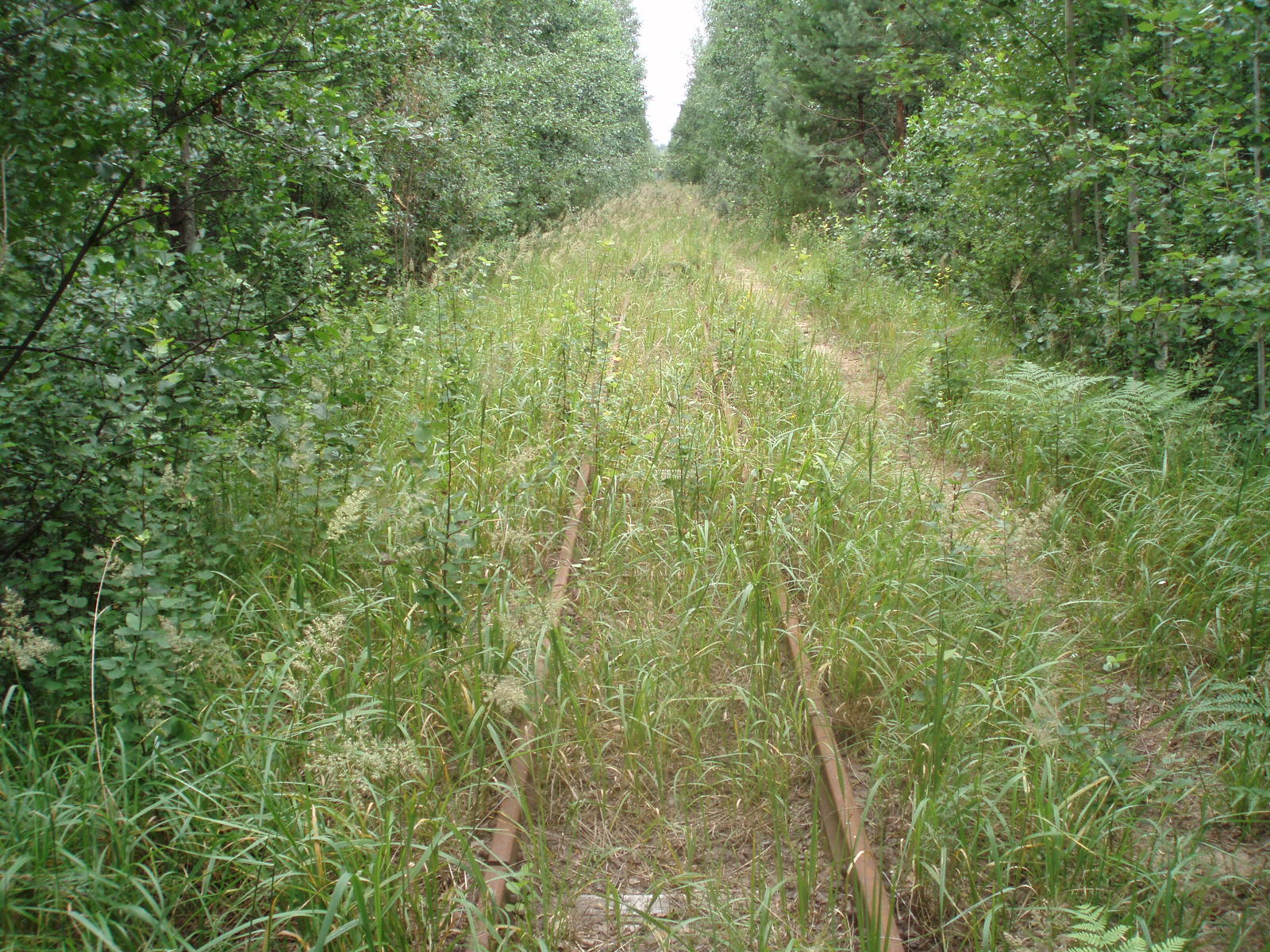 Узкоколейная железная дорога Отворского торфопредприятия  —  фотографии, сделанные в 2007 году (часть 2)
