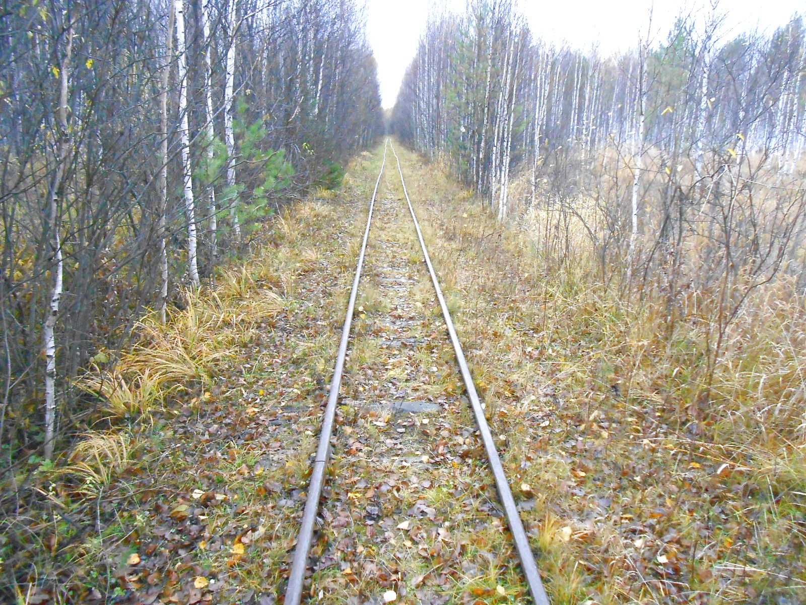 Алапаевская узкоколейная железная дорога — фотографии, сделанные в 2014 году (часть 26)