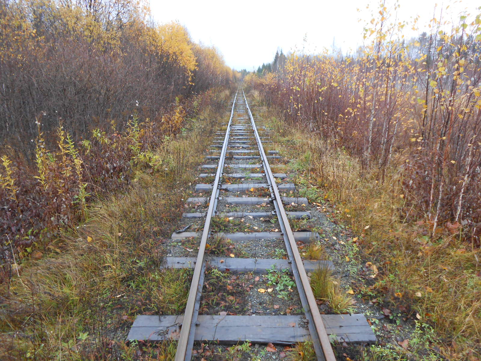 Алапаевская узкоколейная железная дорога — фотографии, сделанные в 2014 году (часть 15)