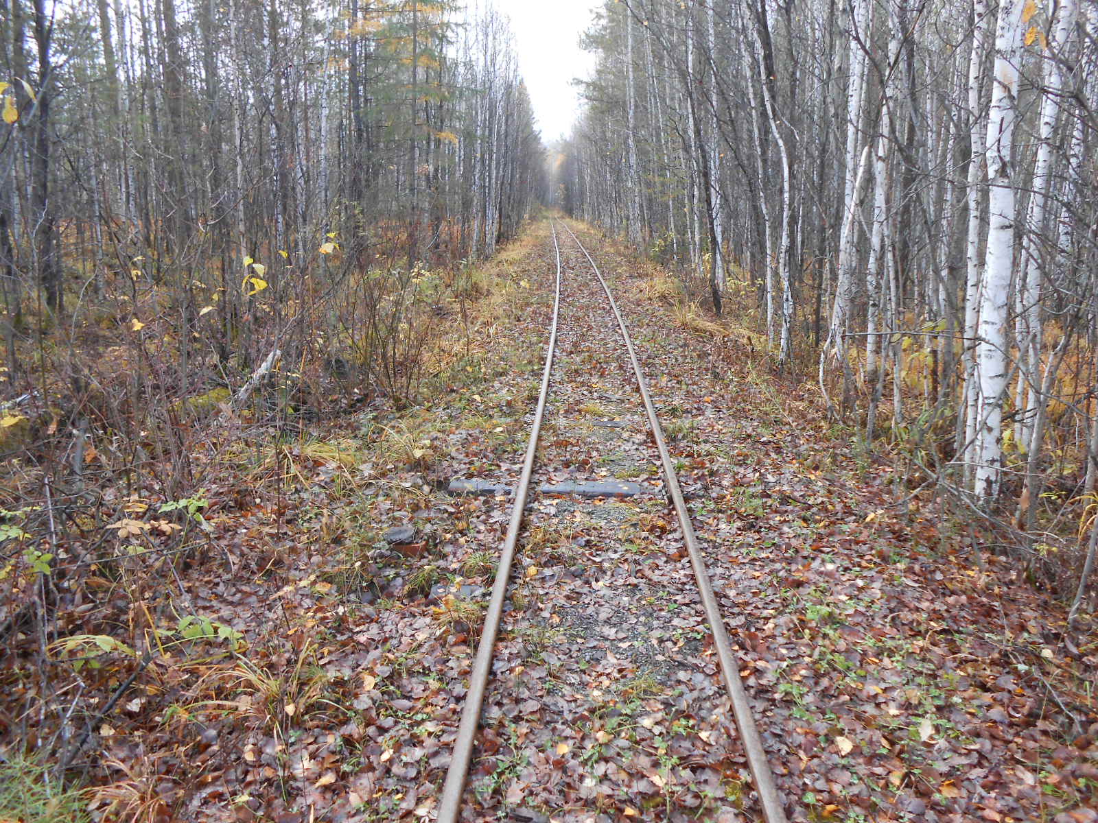 Алапаевская узкоколейная железная дорога — фотографии, сделанные в 2014 году (часть 23)