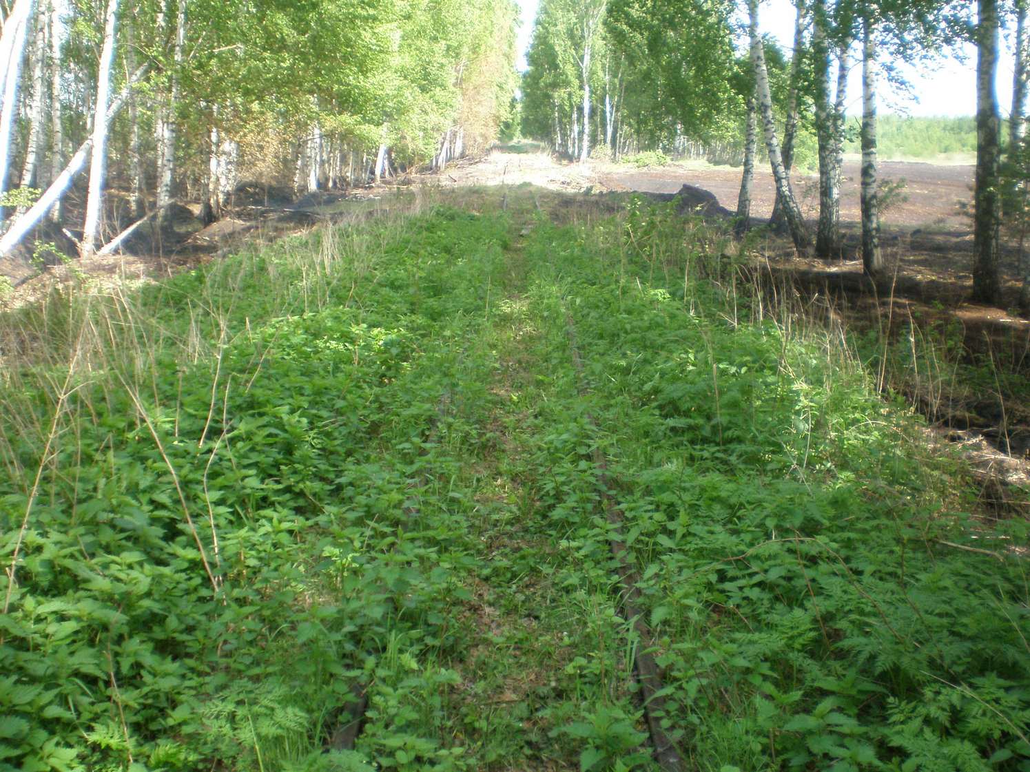Узкоколейная железная дорога Шатурского транспортного управления — фотографии, сделанные в 2009 году (часть 42)