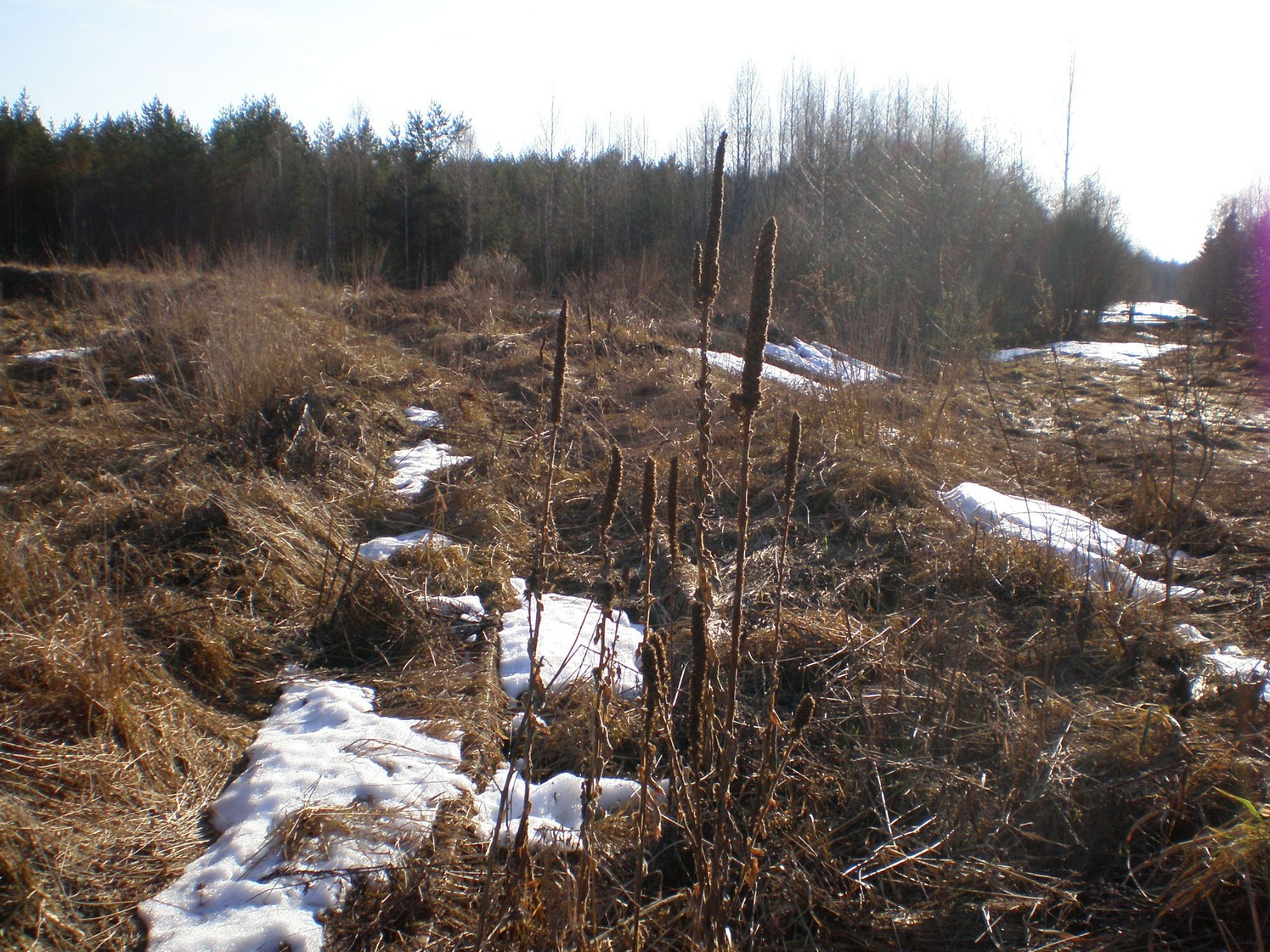Узкоколейная железная дорога Ранцевского торфопредприятия  —  фотографии, сделанные в 2008 году (часть 15)