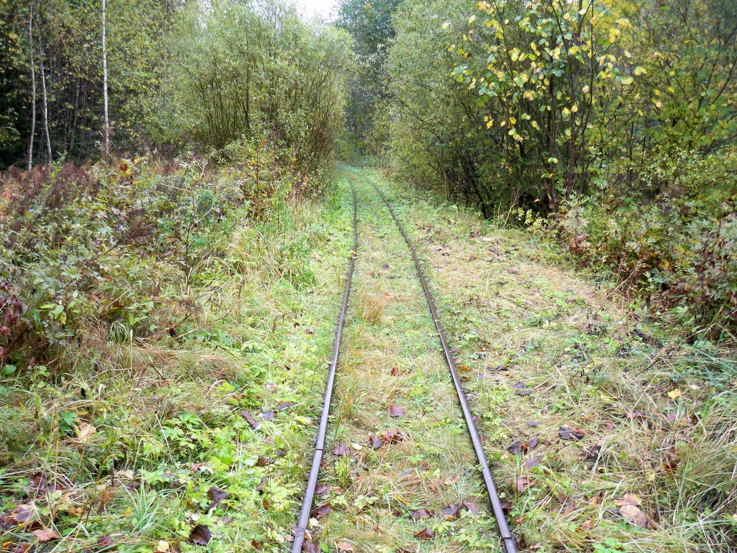 Нелидовская узкоколейная железная дорога 
  —  фотографии, сделанные в 2012 году (часть 6)