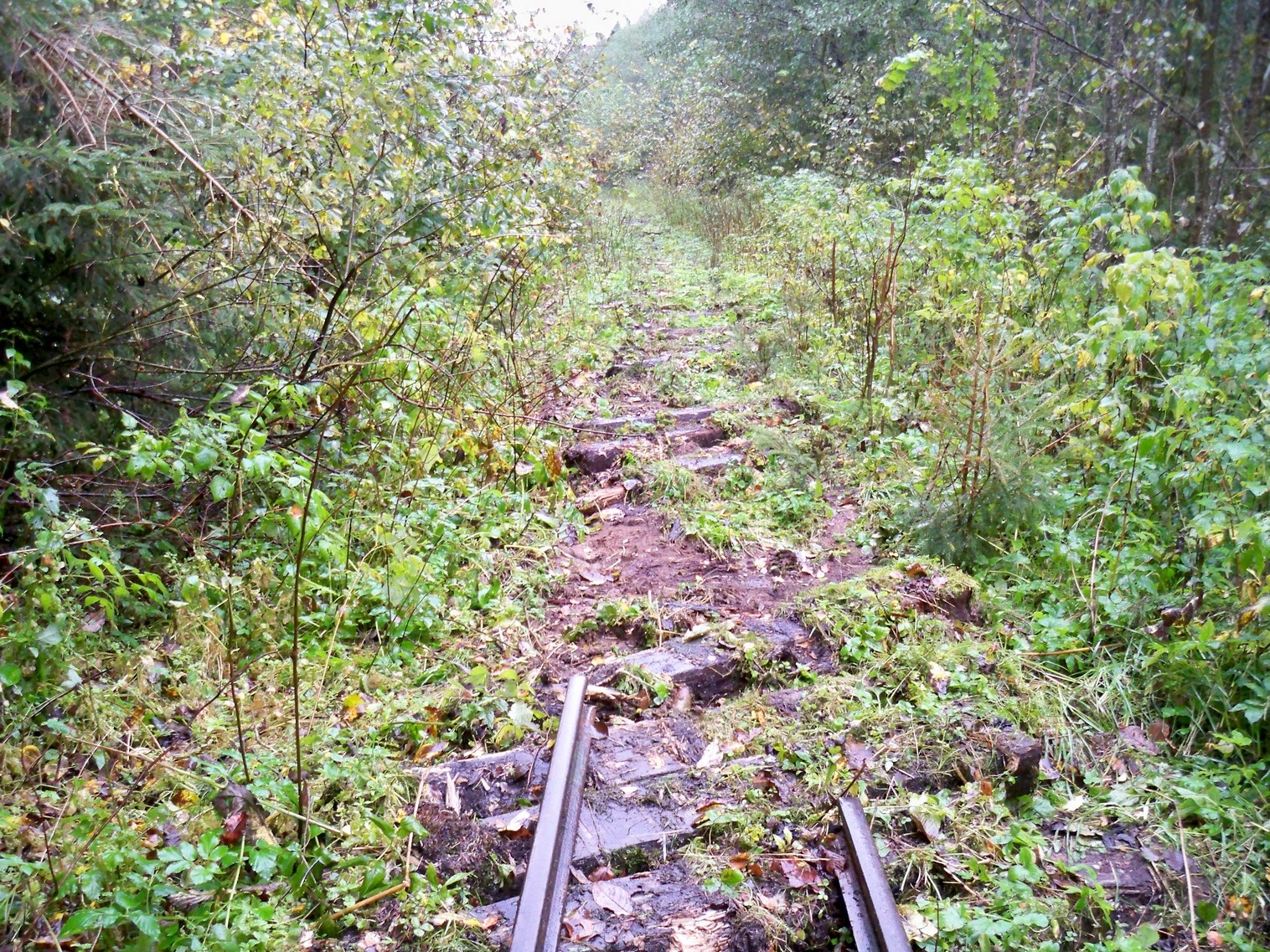 Нелидовская узкоколейная железная дорога 
  —  фотографии, сделанные в 2012 году (часть 2)