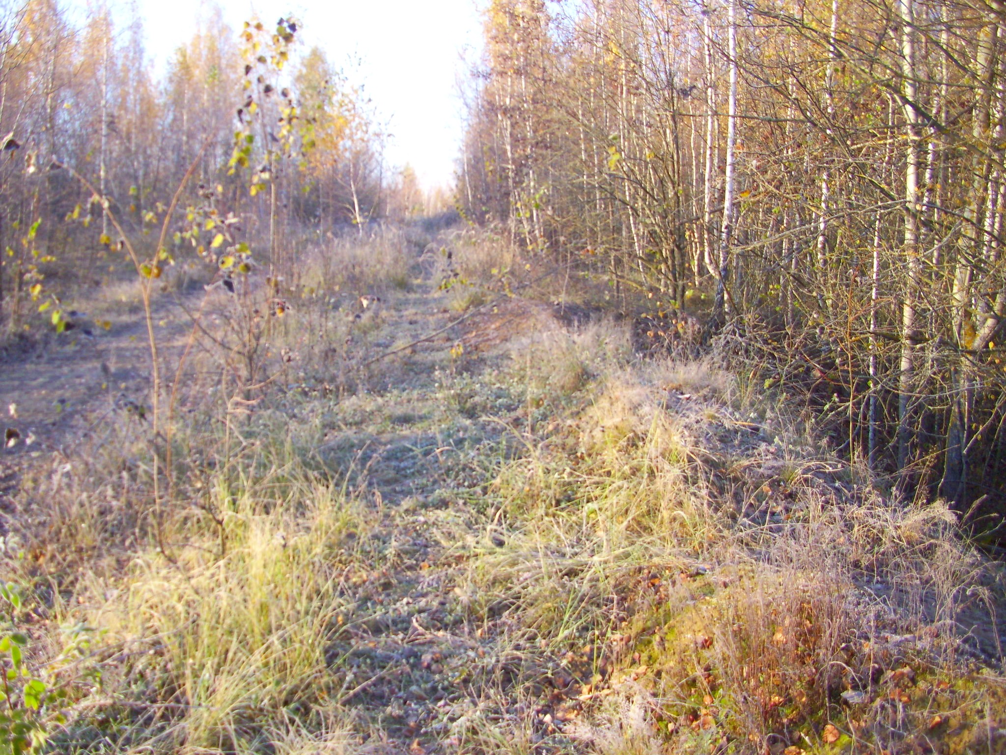 Узкоколейная железная дорога исправительной колонии ЯИ-22/5 (посёлок Нарышкино) —  фотографии, сделанные в 2011 году (часть 2)